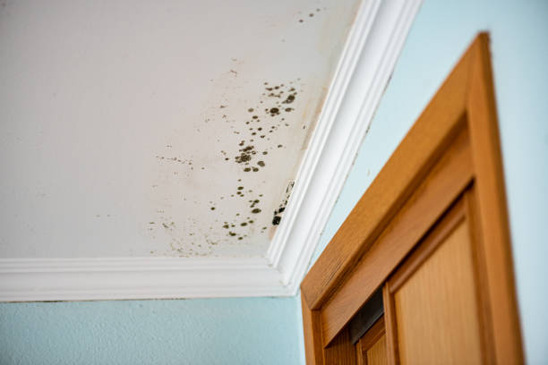 Mold Removal Process in Anahuac, TX