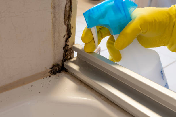 Best Home Mold Removal  in Anahuac, TX