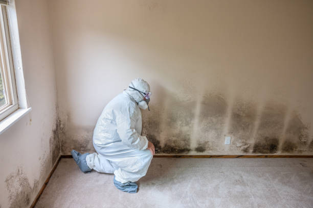 Best Mold Damage Repair  in Anahuac, TX