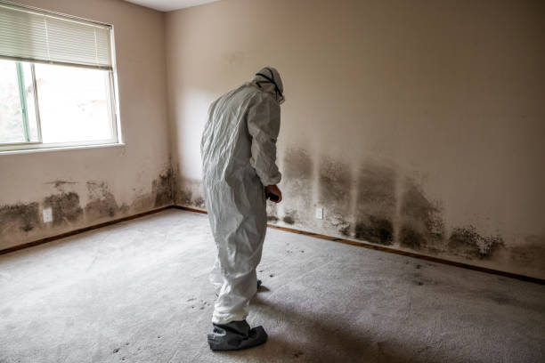 Best Black Mold Removal  in Anahuac, TX