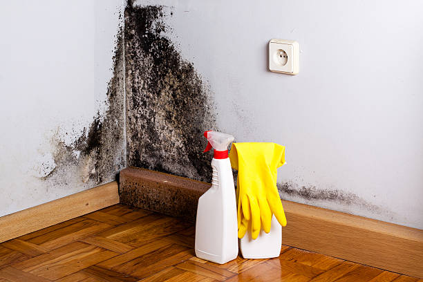 Office Mold Removal Services in Anahuac, TX