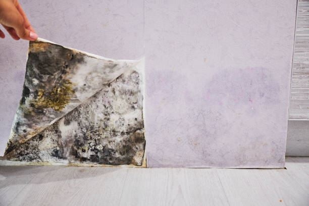 Certified Mold Removal in Anahuac, TX